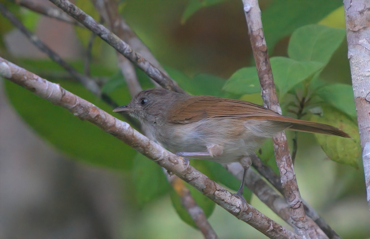 jernfulvetta - ML642697279