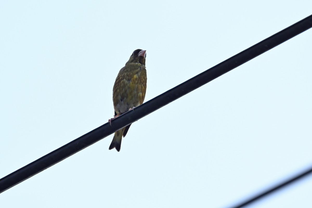 Oriental Greenfinch - ML642697319