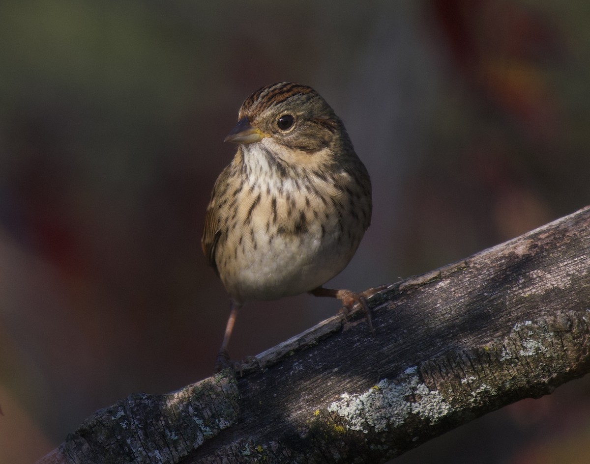 Lincoln's Sparrow - ML642697331