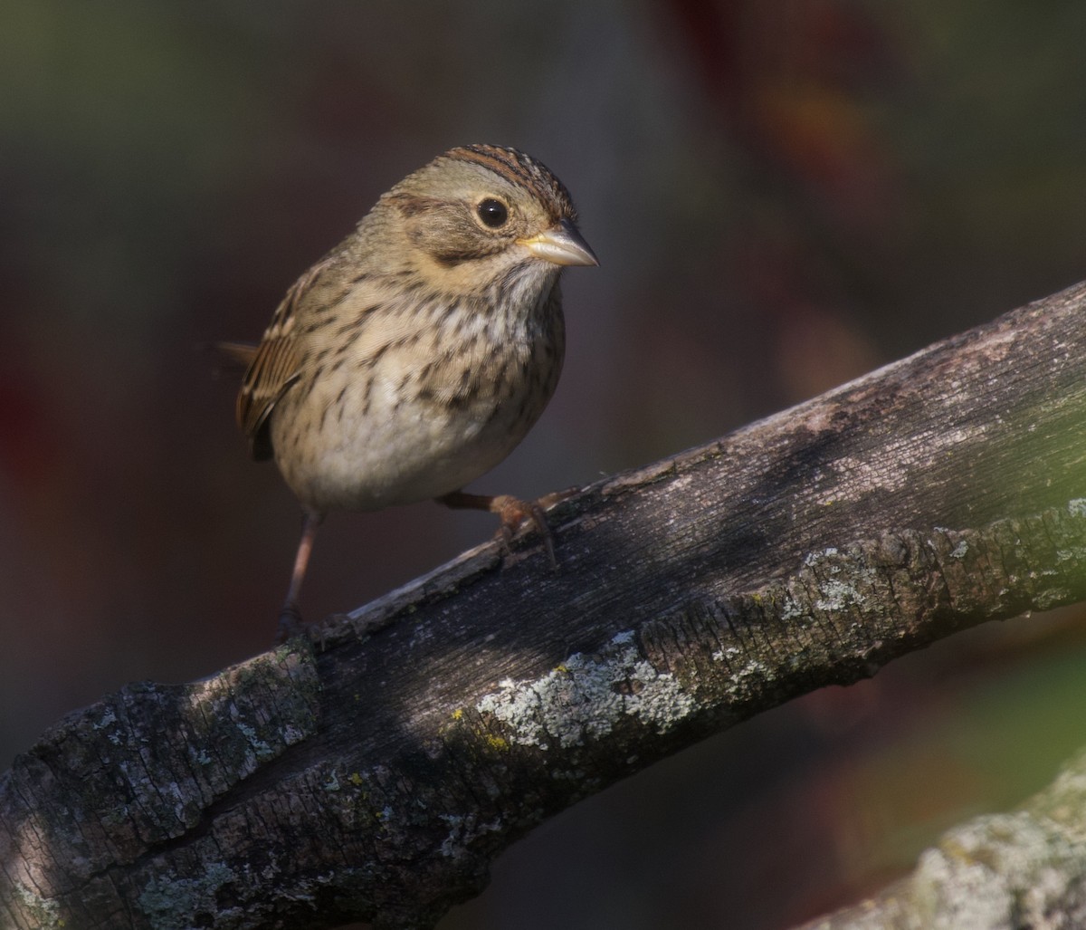 Lincoln's Sparrow - ML642697332