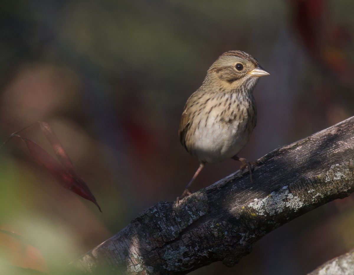 Lincoln's Sparrow - ML642697333