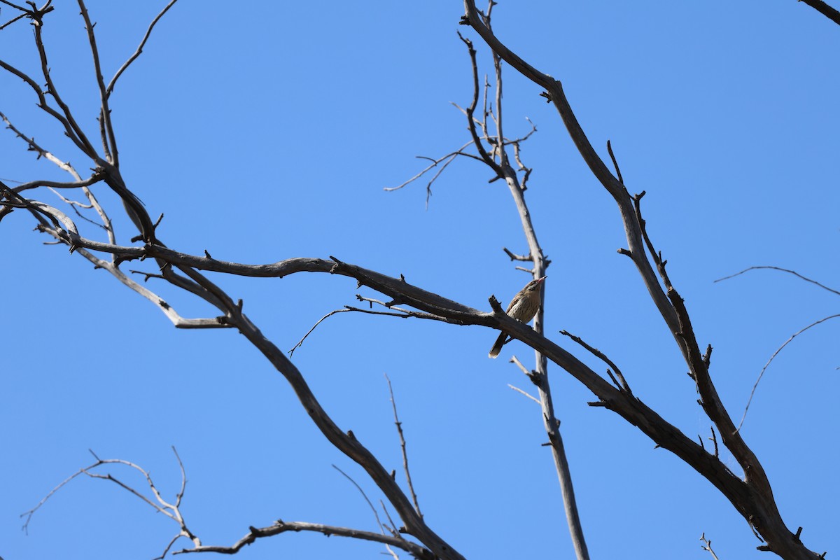 Spiny-cheeked Honeyeater - ML642697341