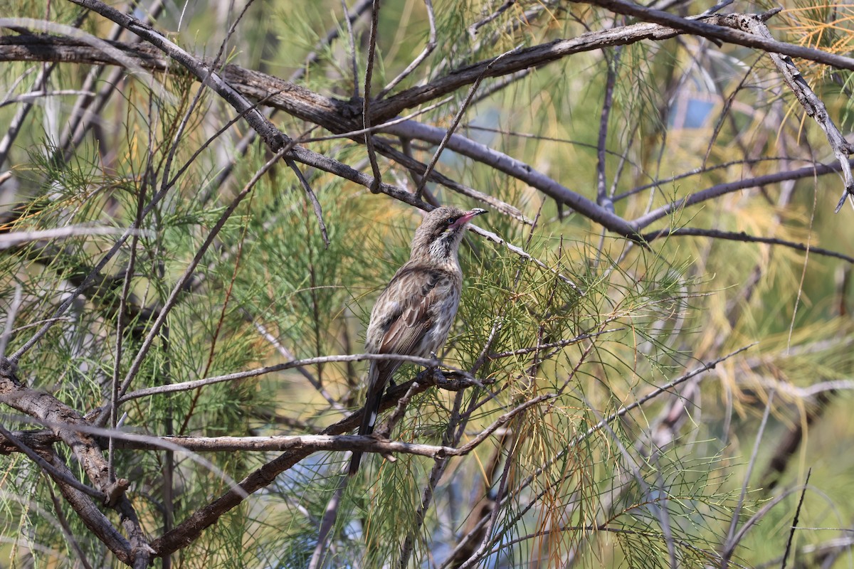 Spiny-cheeked Honeyeater - ML642697343