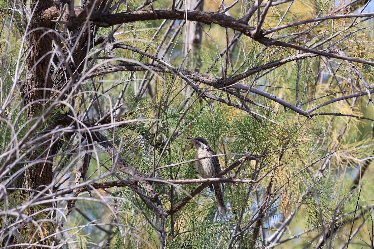 Spiny-cheeked Honeyeater - ML642697344