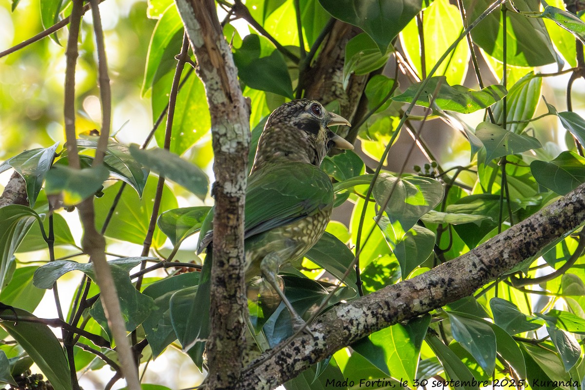Spotted Catbird - ML642697347
