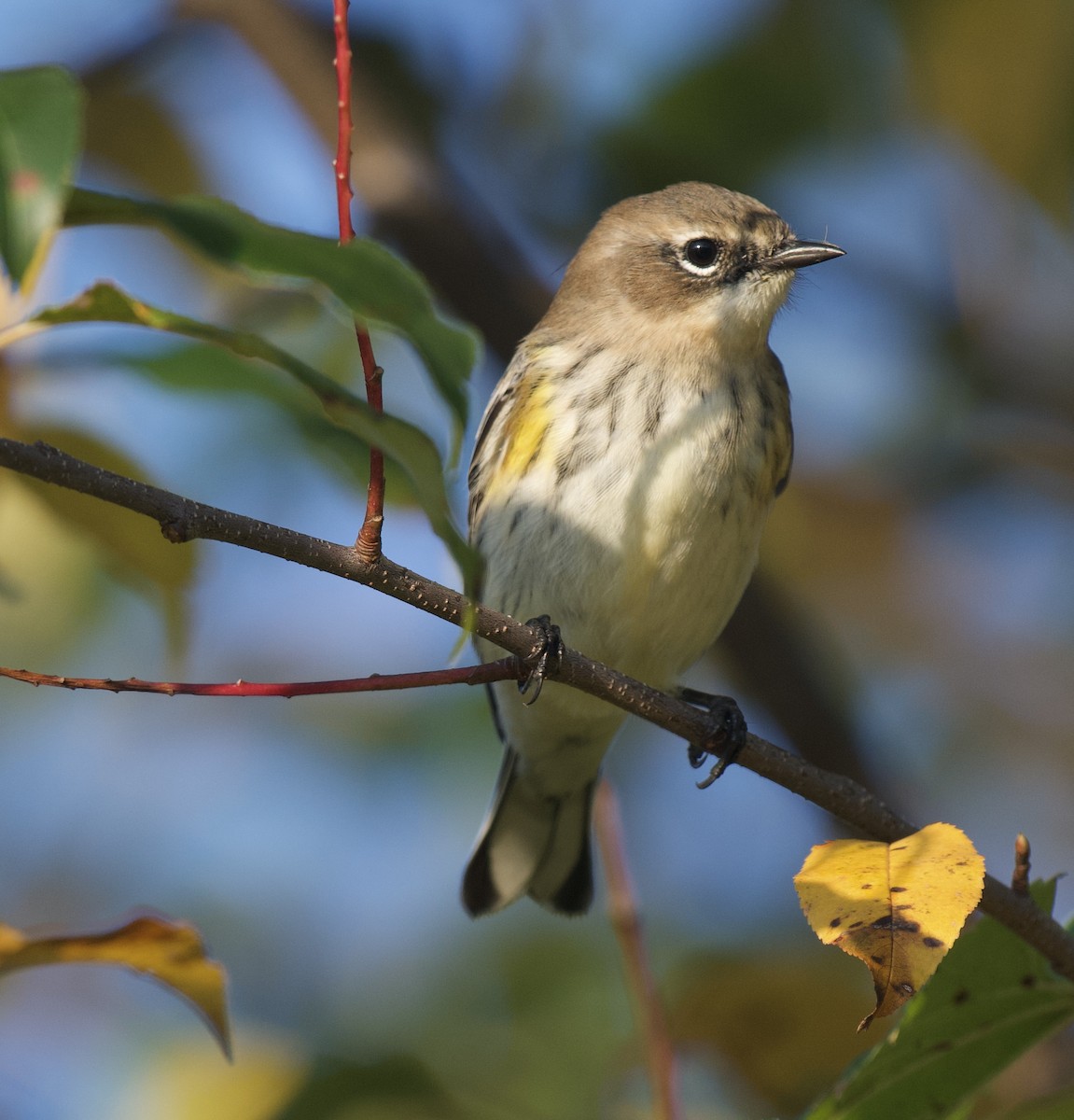Yellow-rumped Warbler - ML642697348