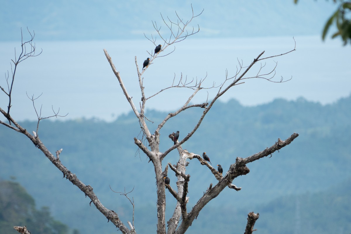 Finch-billed Myna - ML642697349