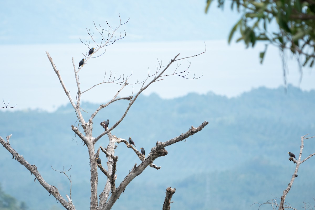 Finch-billed Myna - ML642697350