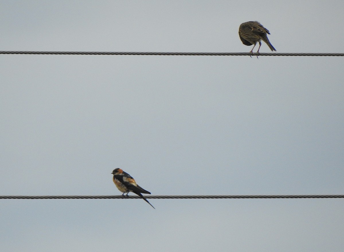 European Red-rumped Swallow - ML642697351