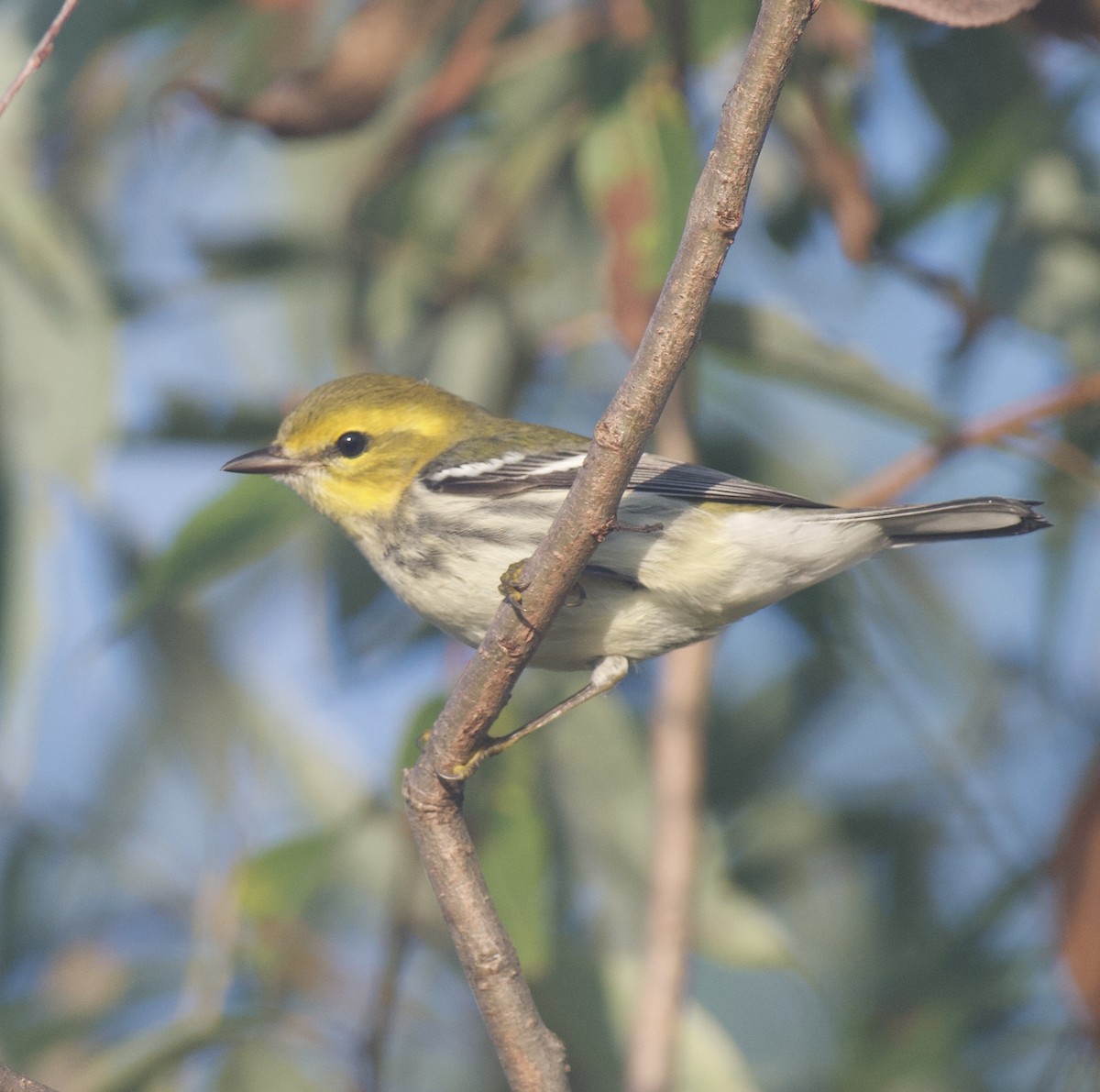 Black-throated Green Warbler - ML642697352