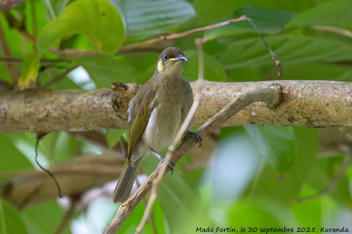 Cryptic Honeyeater - ML642697353