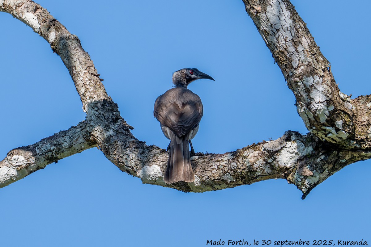 Helmeted Friarbird - ML642697354