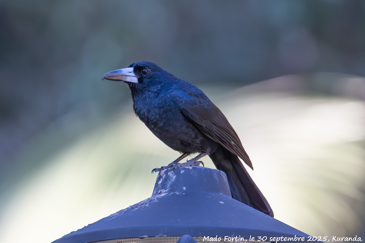 Black Butcherbird - ML642697356