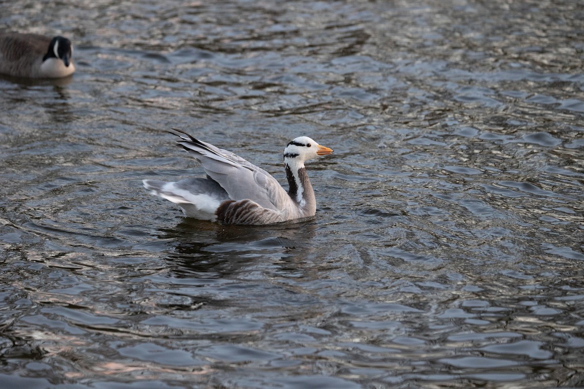 斑頭雁 - ML642697357