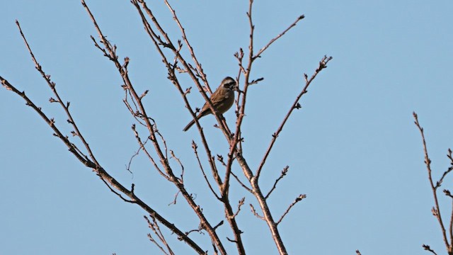草鵐 - ML642697361