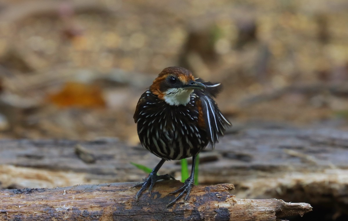 Falcated Wren-Babbler - ML642697363