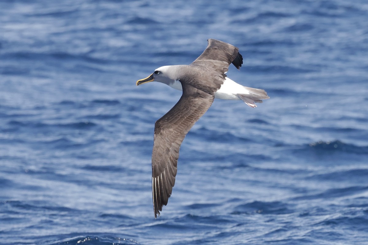 Buller's Albatross - ML642697366