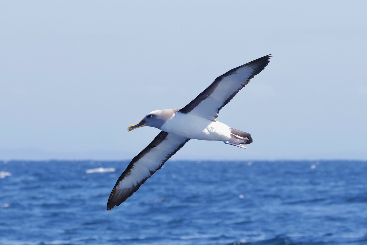 Buller's Albatross - ML642697367