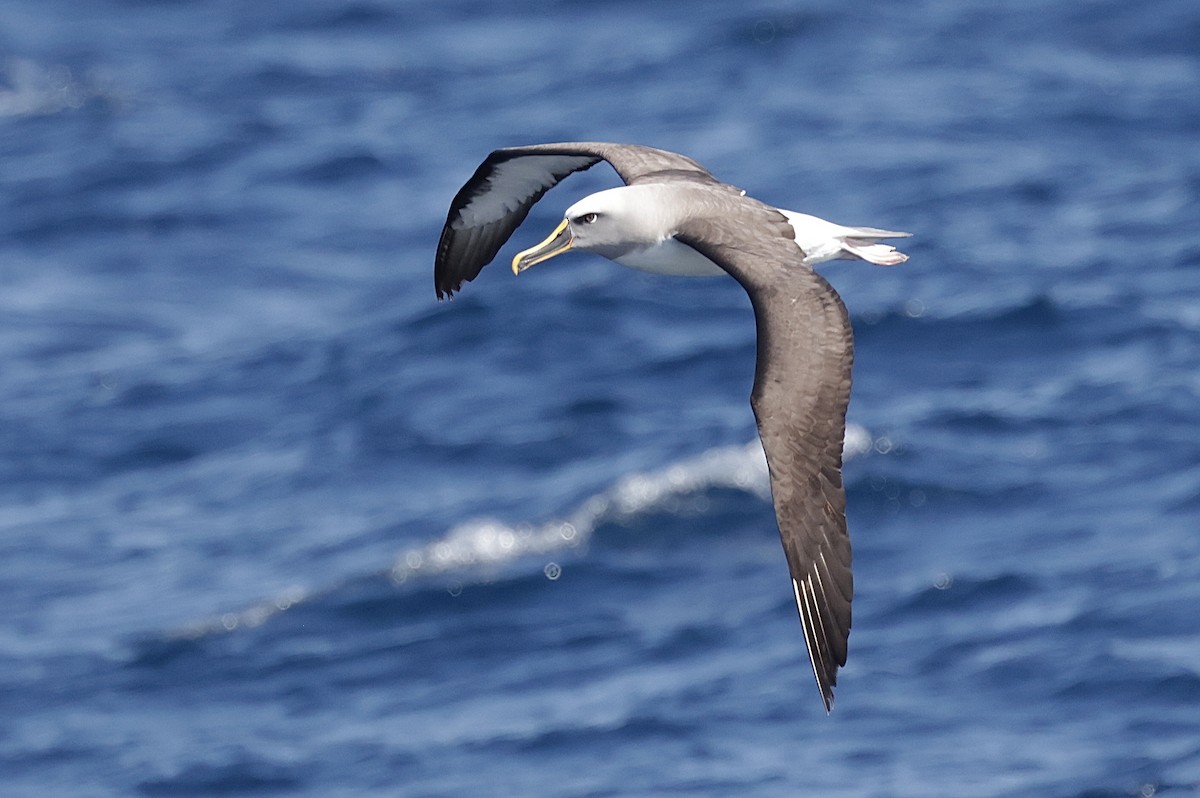 Buller's Albatross - ML642697368