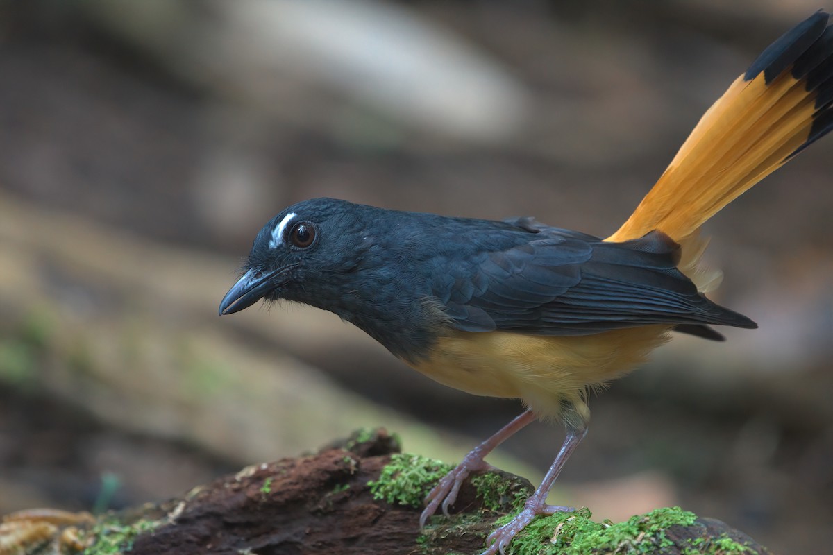 Rufous-tailed Shama - ML642697379