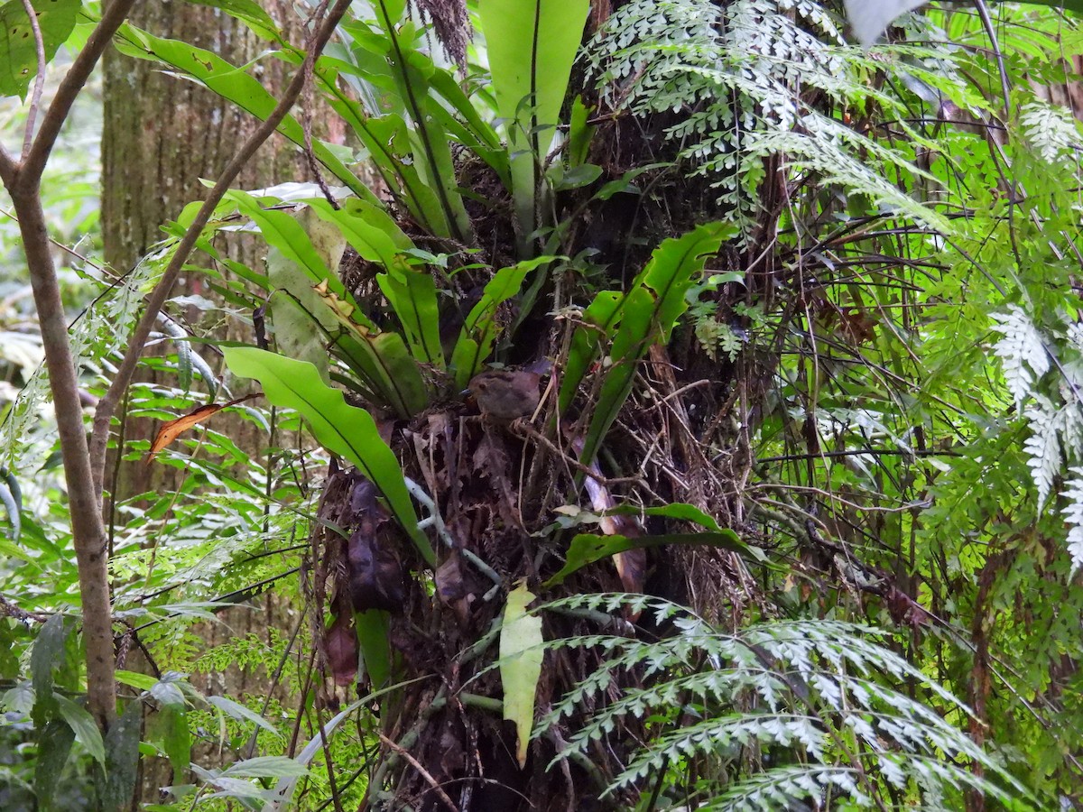 Dusky Fulvetta - ML642697380