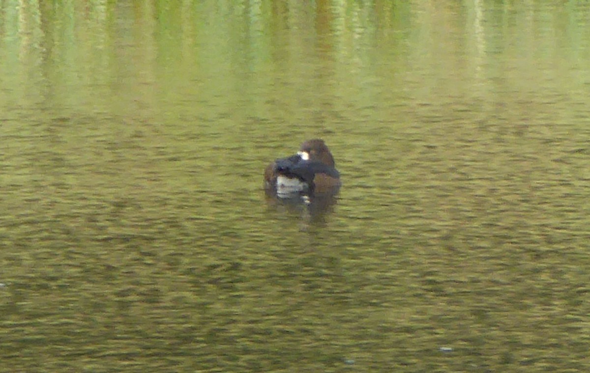 Greater Scaup - ML642697381