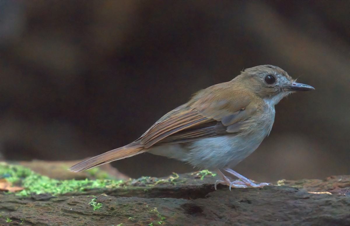 Gray-chested Jungle Flycatcher - ML642697383