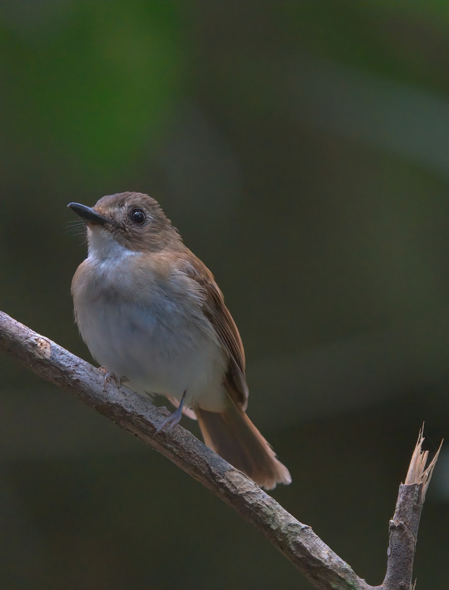 Gray-chested Jungle Flycatcher - ML642697384