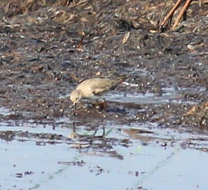 temmincksnipe - ML642697388