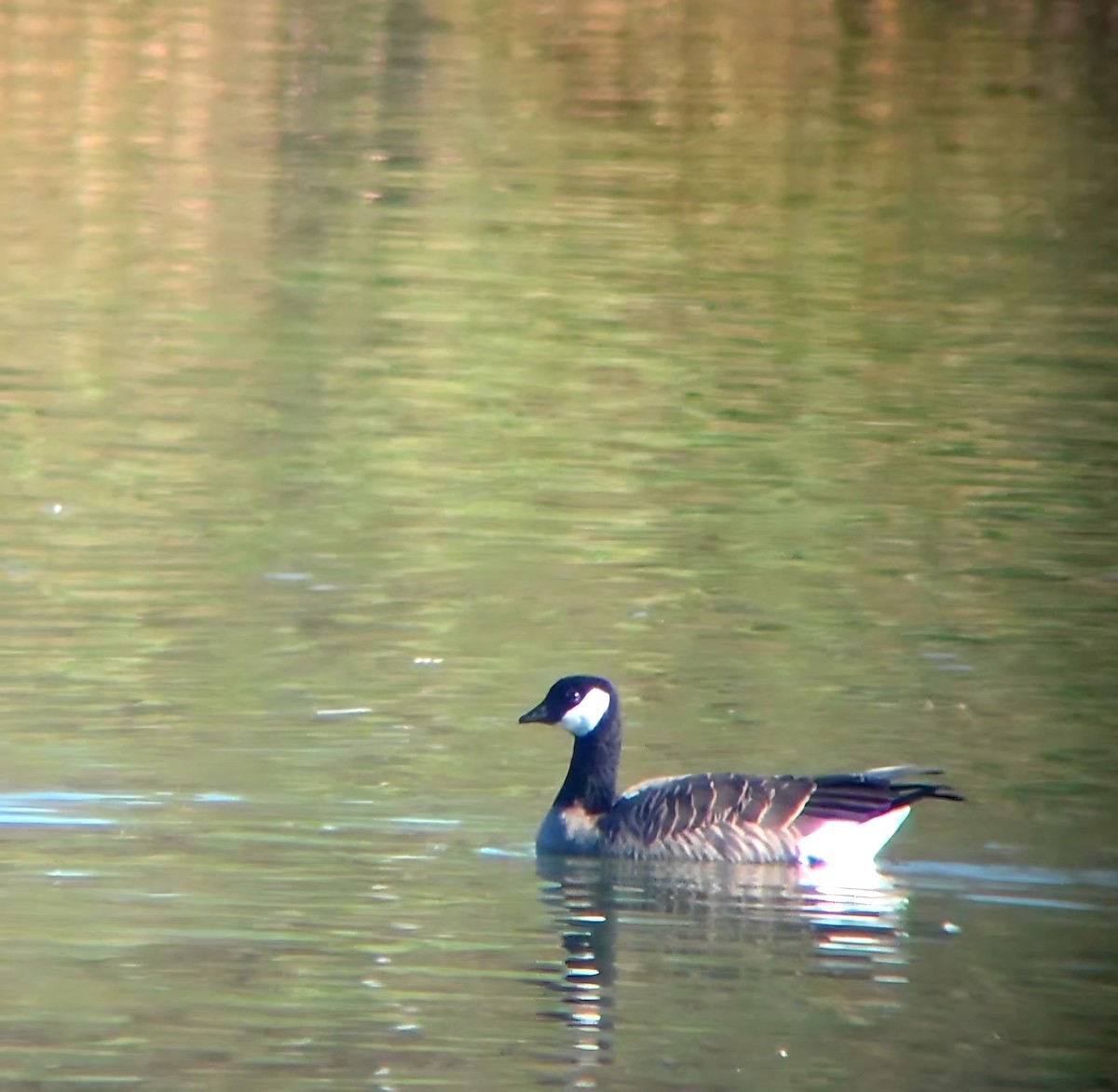 Cackling Goose - ML642697419