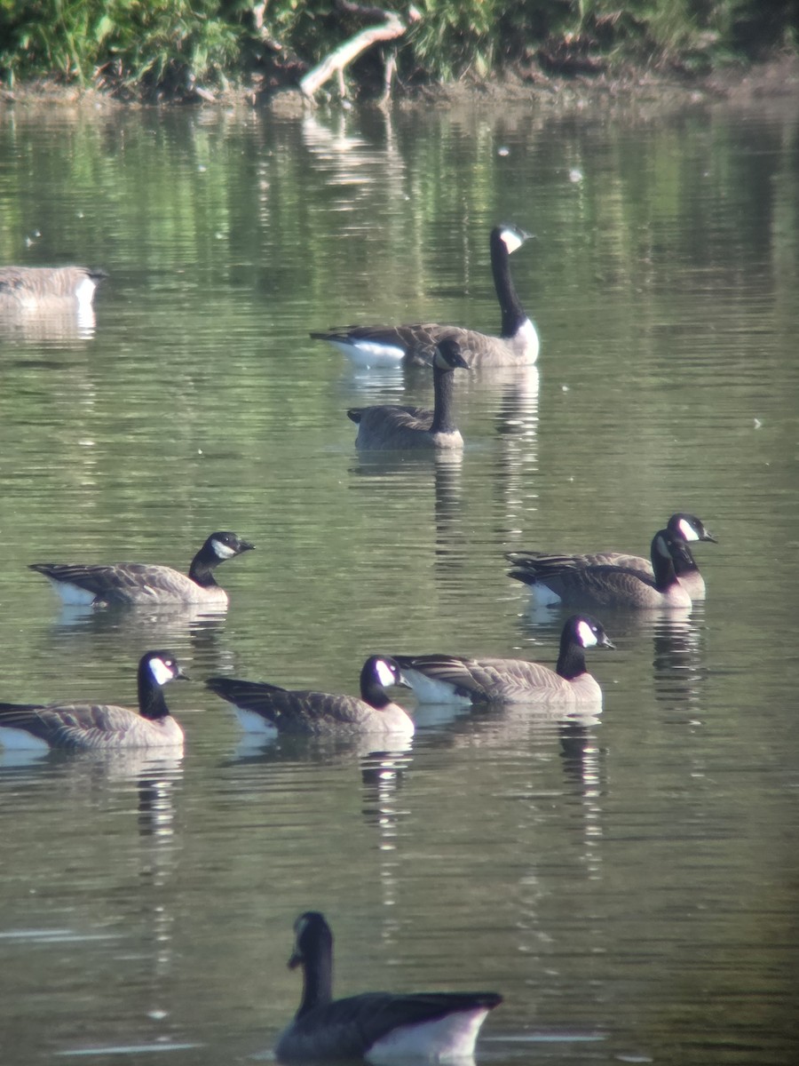 Cackling Goose - ML642697420