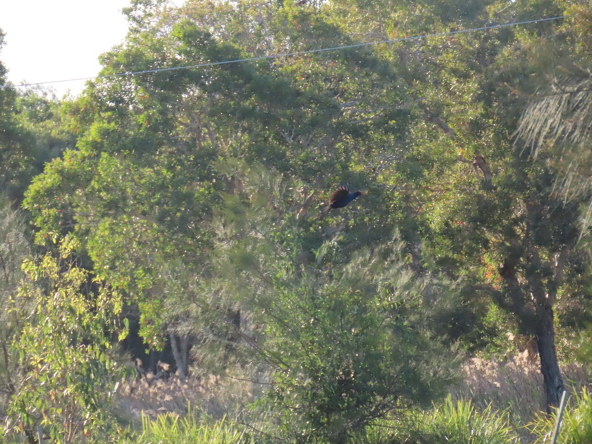 Australasian Swamphen - ML642697464