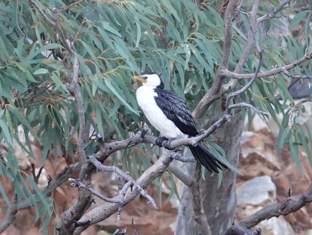 Little Pied Cormorant - ML642697466