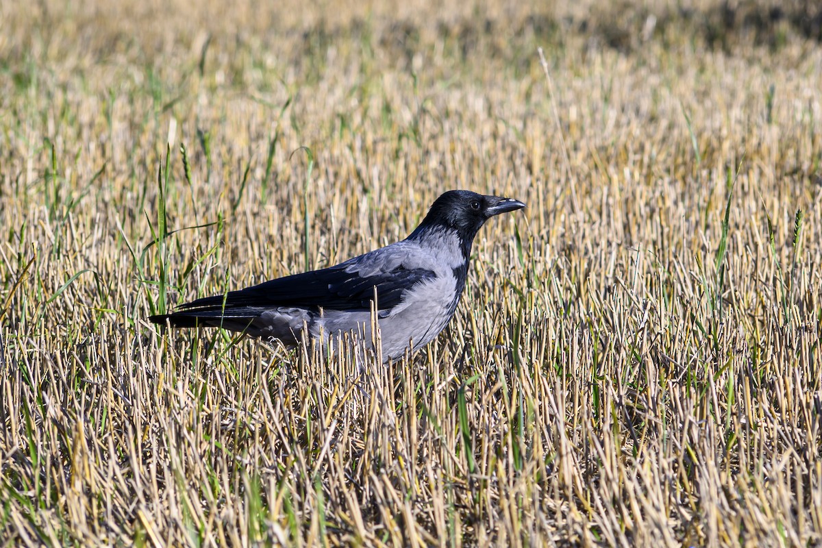 Hooded Crow - ML642697469