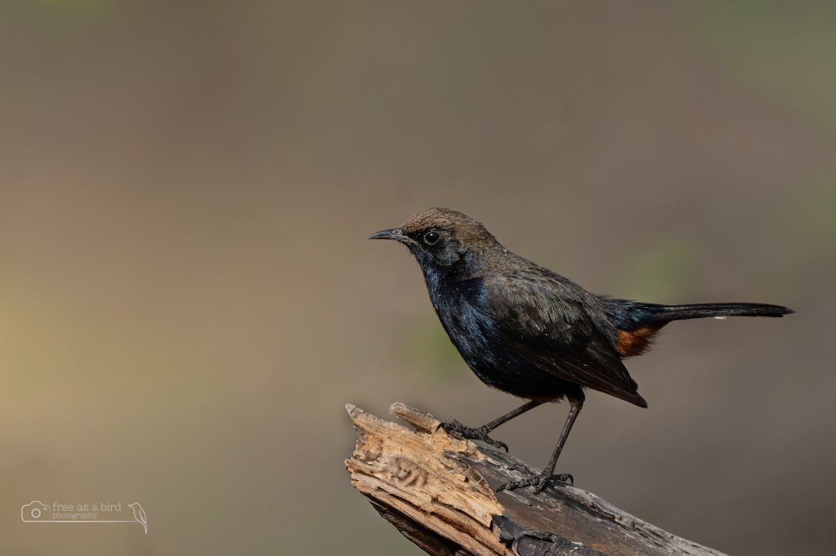 Indian Robin - ML642697471