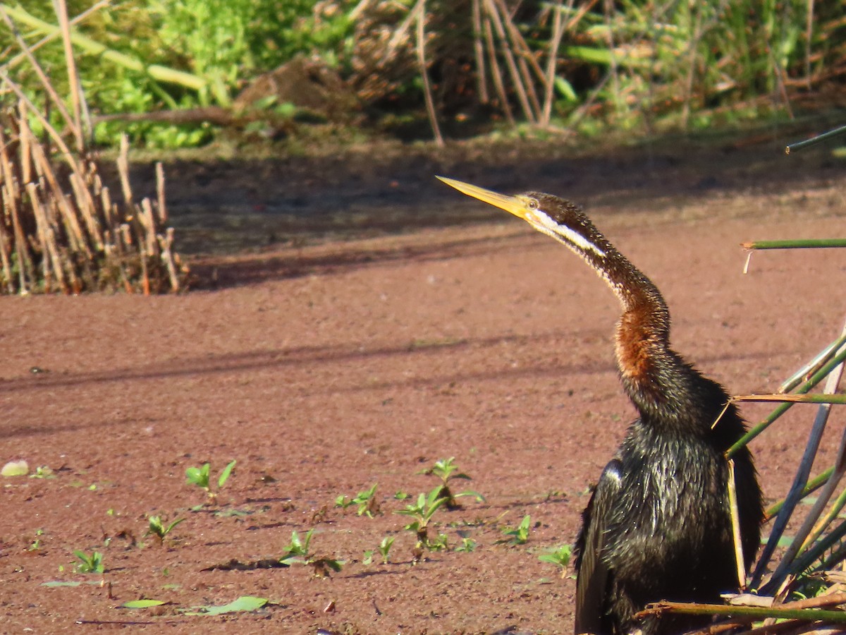 Anhinga australiarra - ML642697474