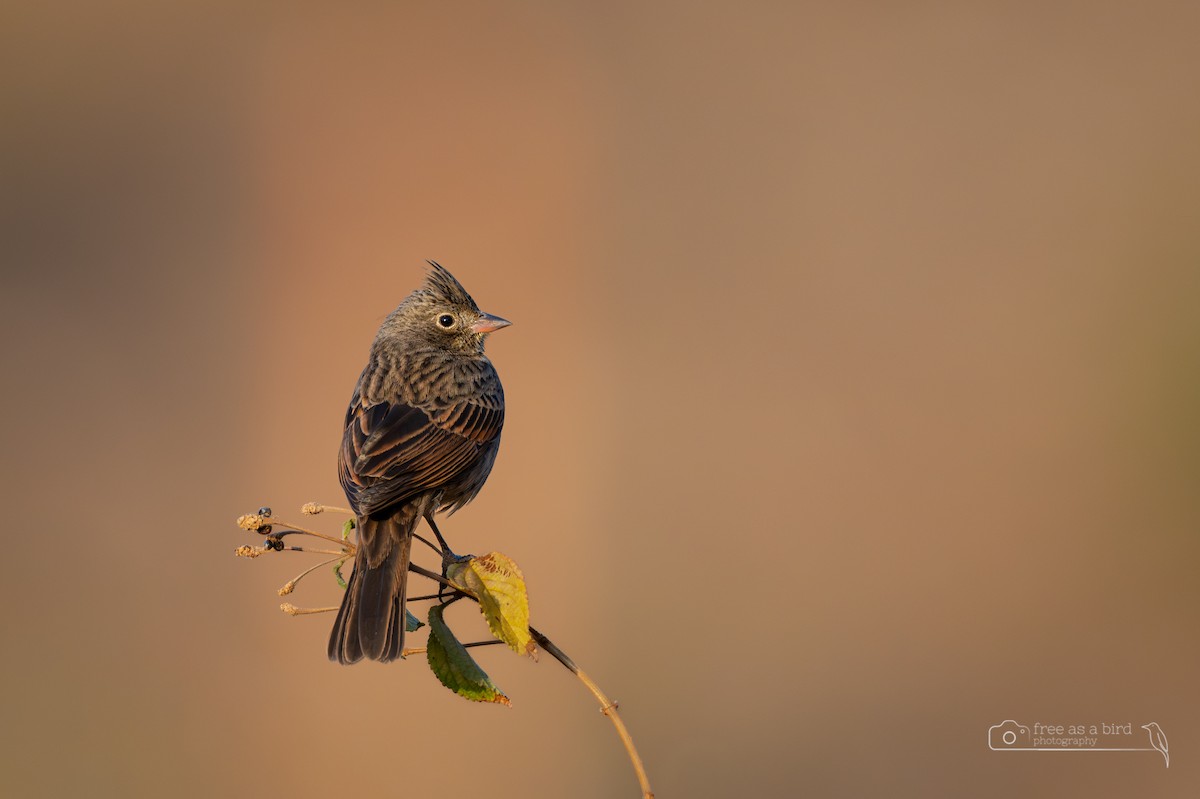 Crested Bunting - ML642697475