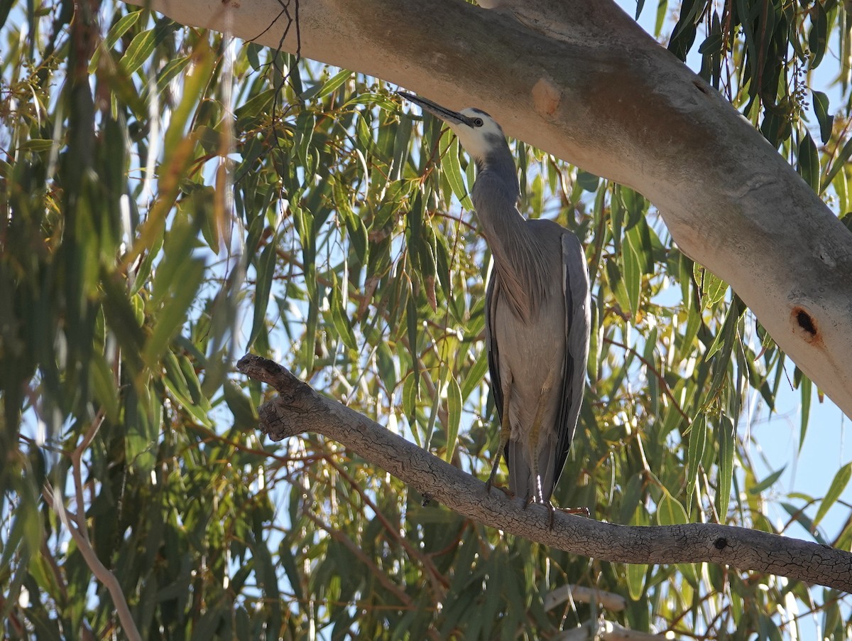White-faced Heron - ML642697476