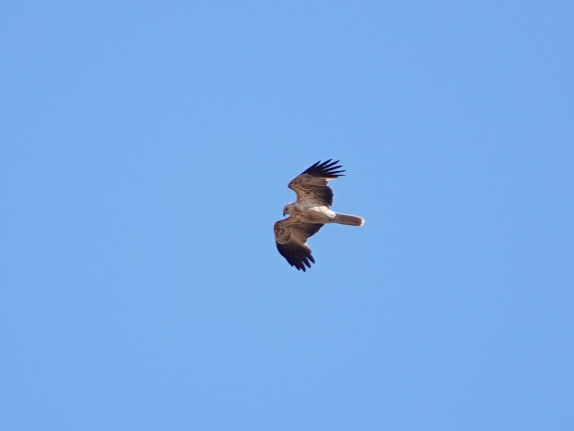 Whistling Kite - ML642697478
