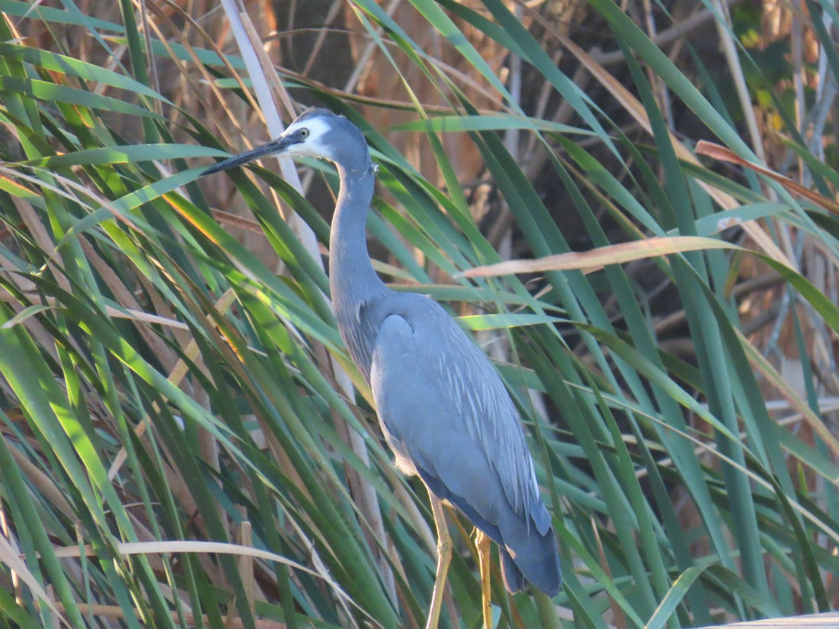 White-faced Heron - ML642697480