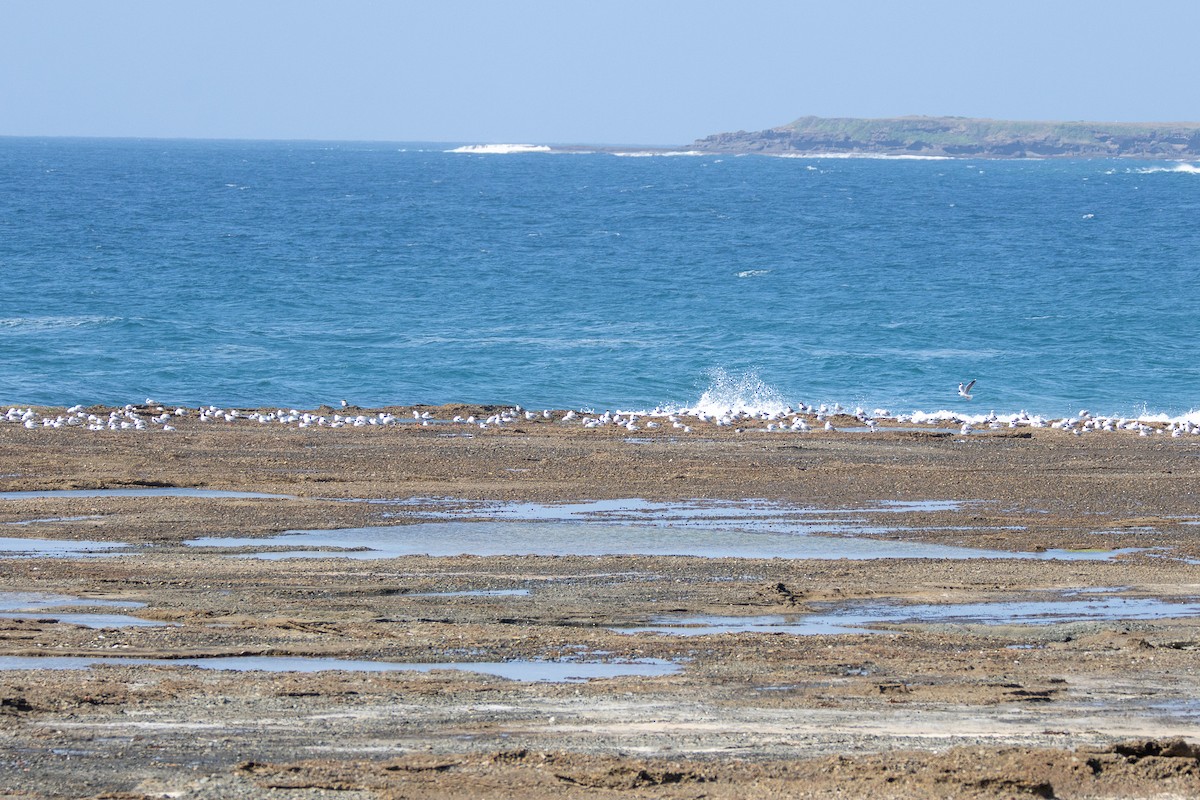 Silver Gull - ML642697492