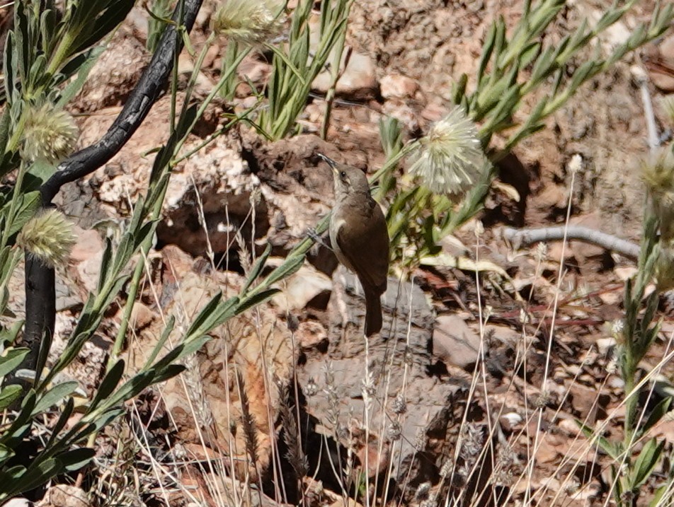 Brown Honeyeater - ML642697494