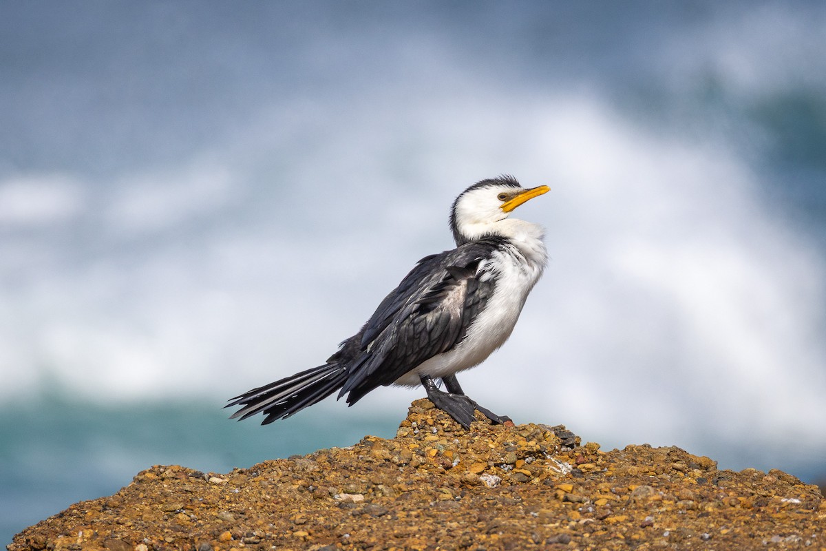 Little Pied Cormorant - ML642697499
