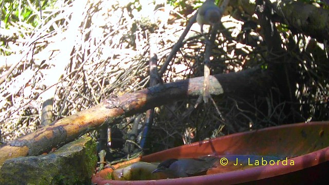 Curruca Capirotada - ML642697503