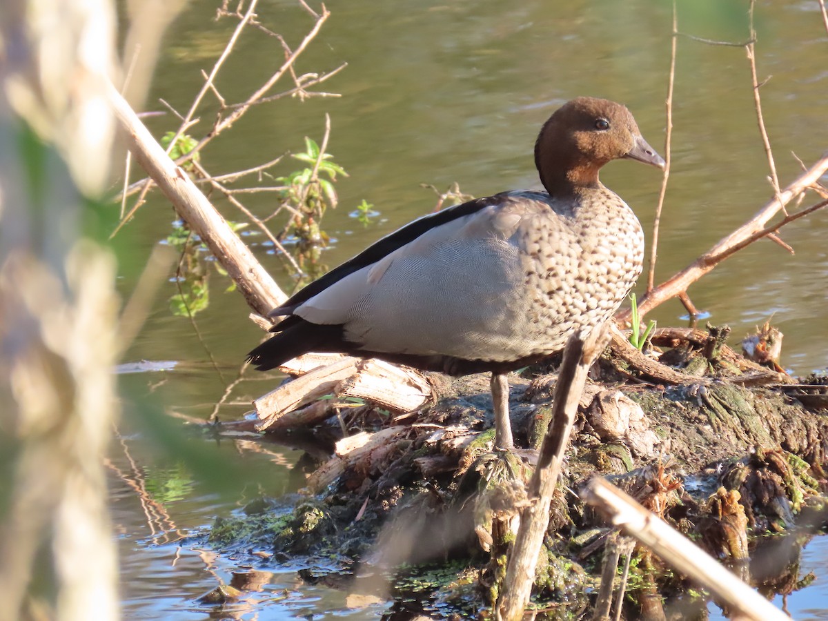Maned Duck - ML642697509