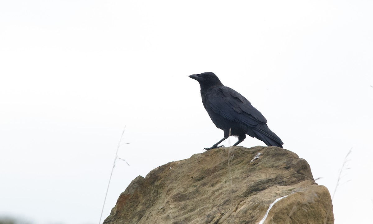 American Crow - ML642697516