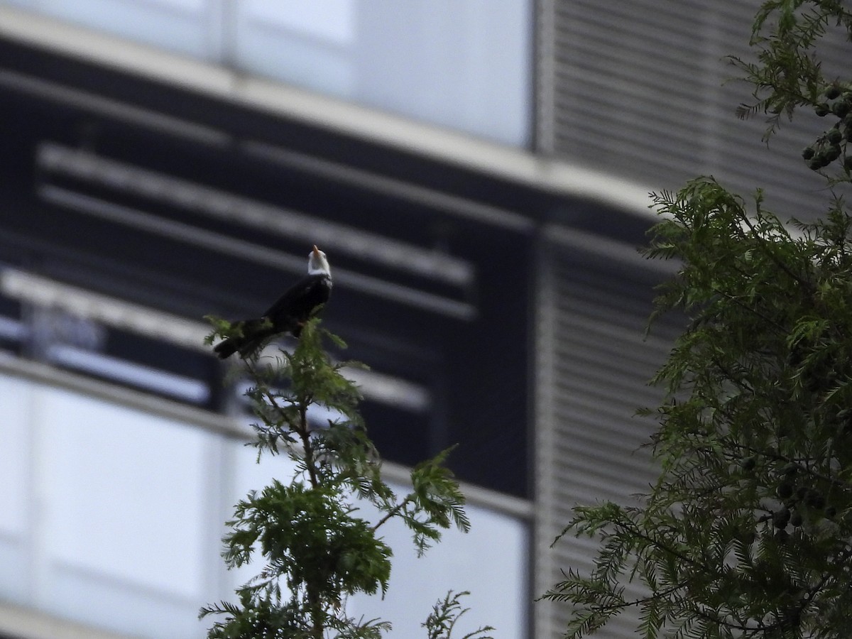 Black Bulbul - ML642697522