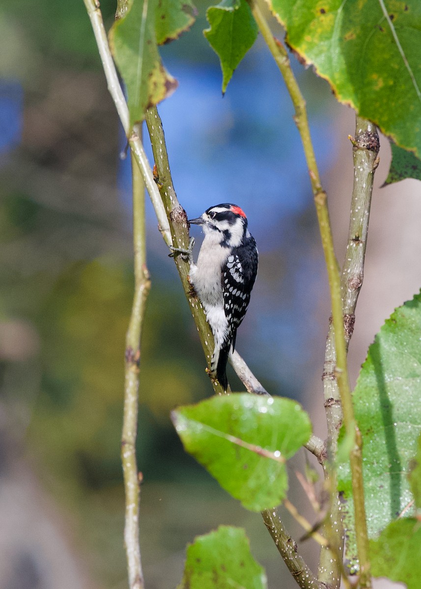 Downy Woodpecker - ML642697525