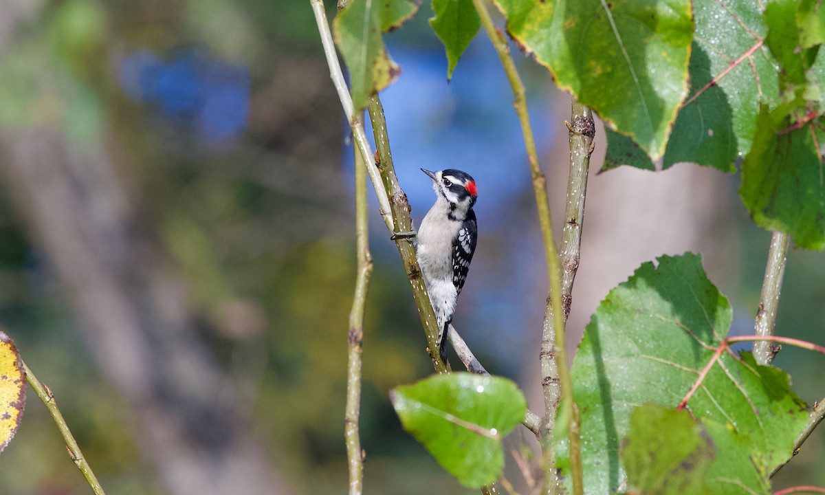 Downy Woodpecker - ML642697526