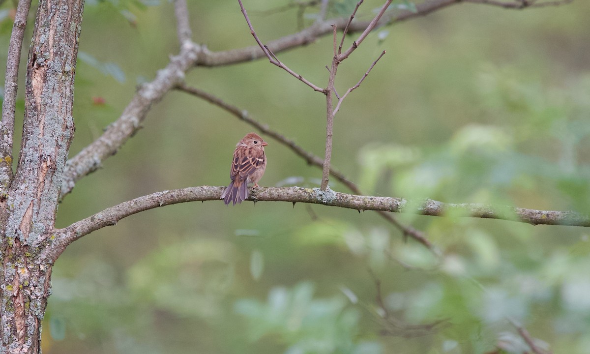 Field Sparrow - ML642697527